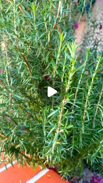 Rosemary From Cuttings, Herbs In The Kitchen, Propagate Rosemary, Vego Garden, Rosemary Water, Growing Rosemary, Healthy Herbs, Gardening 101, Mother Plant