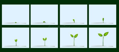 Animation of seed germination on soil stock illustration Tree Animation, Animation Images, Biology Plants, Frame By Frame, Frame By Frame Animation, Seed Germination, Growing Seeds, Animated Images, Growing Tree