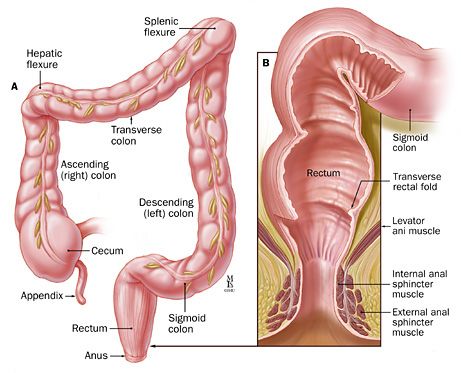 The rectum Levator Ani, Rectal Prolapse, Sigmoid Colon, Sistem Pencernaan, Clean Colon, Cleaning Your Colon, Natural Colon Cleanse, Colon Cleanse, Home Remedies