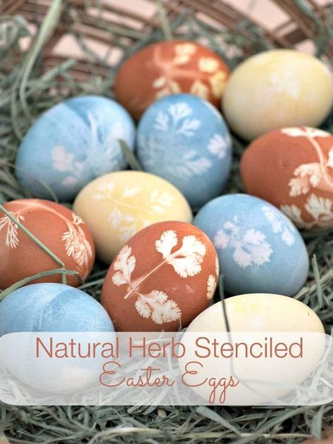 Natural Herb Stenciled Easter Eggs - Easter eggs made with natural dyes using herbs to create a pretty pattern. The eggs are dyed with turmeric, red cabbage and onion skins. #eastereggs #easter #eastercrafts Easter Egg Projects, Easter Egg Decorating Ideas, Egg Decorating Ideas, Dyed Easter Eggs, Naturally Dyed Easter Eggs, Easter Egg Dye, Easter Eggs Diy, Egg Designs, Coloring Eggs