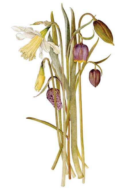 Botanical Composition, Spark Art, Botany Art, Beautiful Books, Women Artists, Fairy Book, Botanical Painting, Botanical Drawings, Botanical Illustration