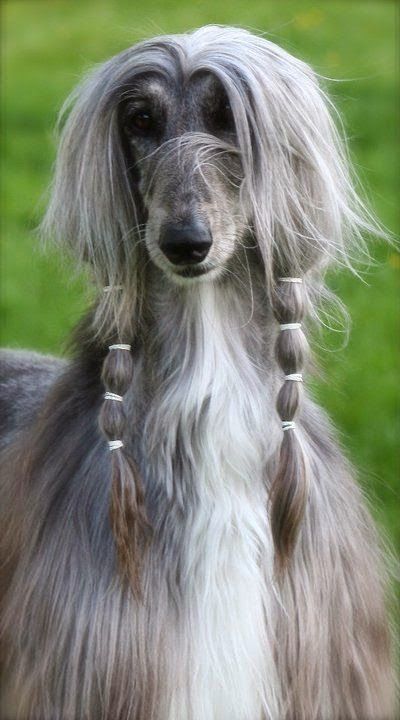 Lévrier Afghan Afghan Hound, Hound Dog, Dogs Of The World, Cute Kittens, Pet Grooming, Beautiful Dogs, 귀여운 동물, Big Dogs, Dog Life