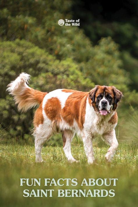 Known for their large size and lovable personalities, Saint Bernards also have a long history as rescue dogs and movie celebrities! #SaintBernards #DogBreeds #StBernard Saint Bernards, Working Dogs Breeds, St Bernard Puppy, Dog Behavior Problems, St Bernard Dogs, Working Dog, Bernard Dog, Pet Breeds, Gorgeous Cats