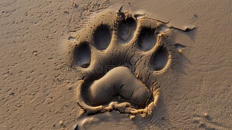 Tigers paw print on sandy beach royalty free stock photos Tiger Paw Print, Tiger Paw, Tigers, Free Stock Photos, Paw Print, Photo Image, Royalty Free Stock Photos, Royalty Free, Royalty