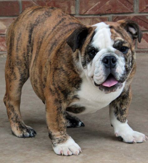 Brindle :) Brindle English Bulldog, Fawn Brindle, Bulldog Breeds, Fawn Colour, Dog Rocks, English Bulldog Puppies, English Bulldog Puppy, Animal Companions, Bulldog Puppies