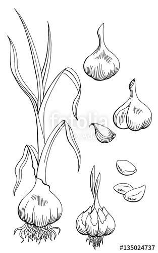 black and white garlic plant - Yahoo Search Results Cook Book Illustration, Drawings Of Fruit, Cook Tattoo, Tomato Tattoo, Garlic Plant, Onion Flower, Drawing Time, Fruit And Veggies, Plant Drawing