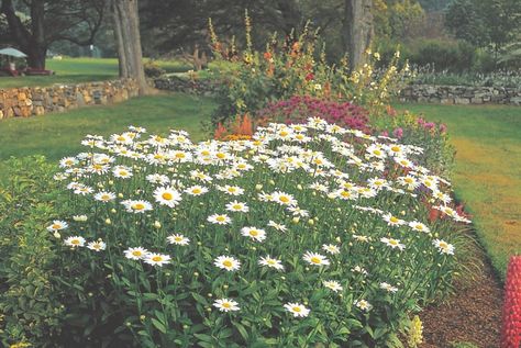 Ultimate Guide to Shasta Daisies, Varieties, Care, and Companion Plants - Flower Magazine Wallpaper Meaning, Planting Poppy Seeds, Flower Magazine, Easy Perennials, Shasta Daisy, Shasta Daisies, White Flower Farm, Atlanta Botanical Garden, Mount Shasta