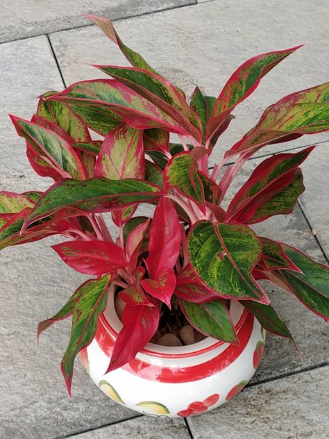 Plants For Positive Energy, Aglaonema Plant, Red Aglaonema, Chinese Evergreen Plant, Jade Tree, Lipstick Plant, Kitchen Plants, Chinese Evergreen, Inside Plants