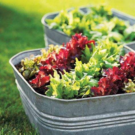 Galvanized tubs make great containers for #veggies and #annuals! Just drill holes in the base Salad Container Garden, Salad Garden, Salad Container, Galvanized Tub, 21 Jump Street, Privacy Screens, Garden Containers, Vegetable Garden Design, Growing Tomatoes