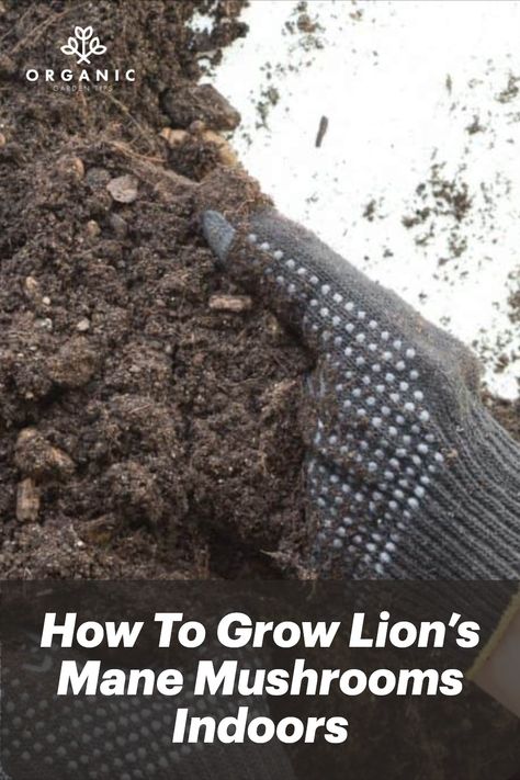 How To Grow Lions Mane Mushrooms, Lion Main, Grow Mushrooms, Lion's Mane Mushroom, Mushroom Grow Kit, Lions Mane, Lions Mane Mushroom, Vegetables Recipes, Lion's Mane