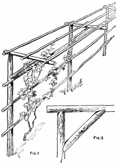 Grape Vine Trellis, Grape Trellis, Grape Arbor, Vine Trellis, Cheap Pergola, Backyard Garden Layout, Garden Vines, Small Backyard Gardens, Veg Garden