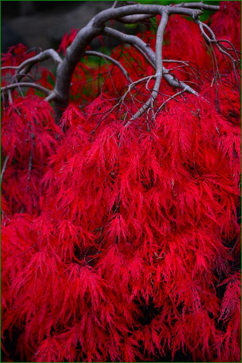 Crayola Box, Red Trees, Olympia Washington, Red Garden, Acer Palmatum, Red Leaves, Maple Tree, Japanese Maple, Autumn Beauty