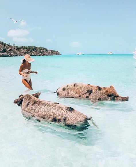 Fancy swimming with pigs?  Tag someone you want to go here with!   A vacation to The Bahamas is not complete without a day trip to Pig Beach! There are several tours to choose from and many include a trip to Compass Cay to swim with the sharks and a stop at Allen's Clay to feed the iguanas.    @peppermintplaces . . . . . #caribbean #pigbeach #bahamas #exuma #exumabahamas #tropicalparadise #travelingyogi #traveldestination #takemethere #travelinspo #exploringtheglobe #traveldiaries #mytripmyadven Bahamas Outfit, Pig Beach, Bahamas Travel, Caribbean Travel, Destination Voyage, Dream Holiday, The Bahamas, Future Travel, Vacation Places