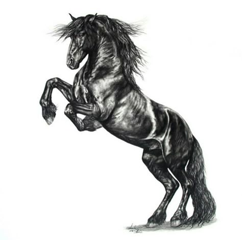 Italian Stallion Tattoo, Black Horse Tattoo Design, Black Horse Drawing, Friesian Horse Art, Stallion Tattoo, Black And White Horse Drawing, Kurt Tattoo, Horse Pencil Drawing, Equine Art Pencil Drawings