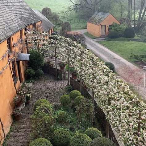 Brick walk Crab Apple Blossom, Arne Maynard, Orchard Design, News Report, Cottage Garden Design, House And Garden, The Crab, Veg Garden, Quotation Marks