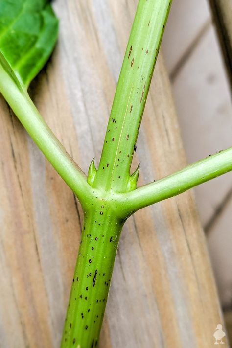 Rooting Hydrangea Cuttings, Propagate Hydrangea, Hydrangea Cuttings, Hydrangea Plant Care, Plants Propagation, Hydrangea Leaf, Propagating Hydrangeas, Pruning Hydrangeas, Hydrangea Landscaping