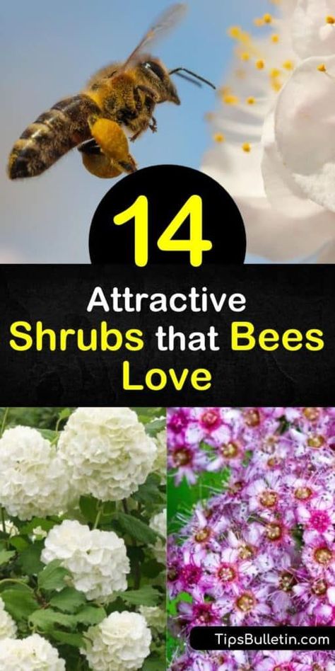 Come learn how to create a landscaped yard that draws in honeybees, solitary bees, hummingbirds, and all other pollinators. Learn how to plant butterfly bush, lilac, viburnum, and other shrubs as a continuous food source for pollinators. #beels #shrubs #shurbsforbees #attractingbees Honeybee Flowers, Best Flowers For Bees, Bee Friendly Flowers, Lilac Plant, California Lilac, Bee Friendly Plants, Bee Friendly Garden, Habitat Garden, Solitary Bees