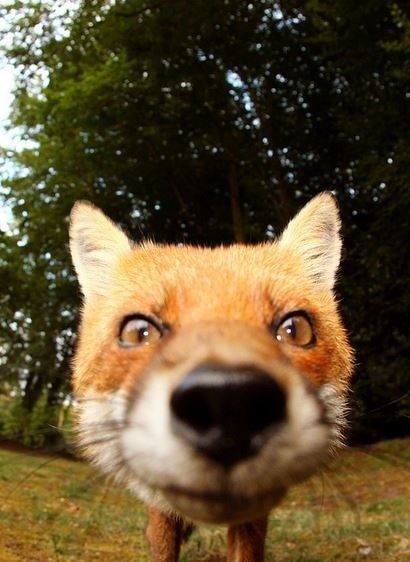 Close Up, Fox, Trees