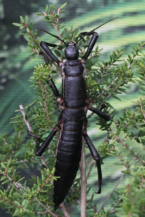 A Stick Insect. A Tree Lobster. Whatever You Call It, It’s Not Extinct. - The New York Times Australia Tourism, Stick Insect, Australia Vacation, Temperate Rainforest, Airlie Beach, Arthropods, A Bug, Animal Species, White Water Rafting