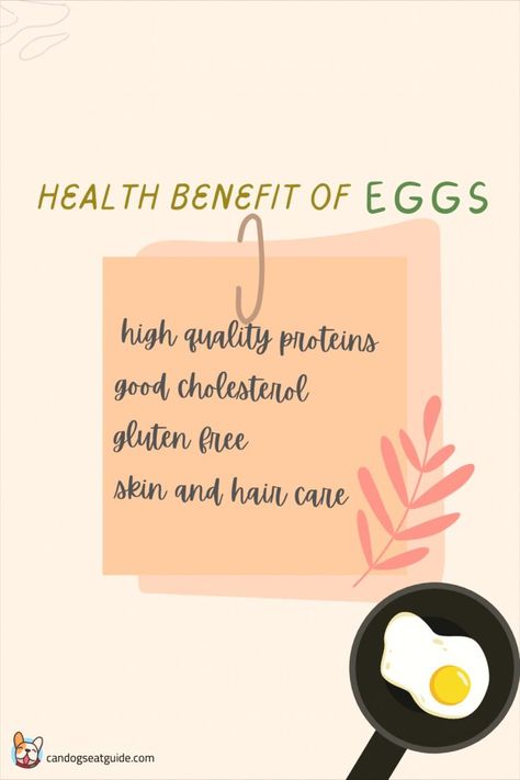 Dogs need protein to function properly. If they don’t get enough protein they will be lazier, their energy level will drop, and their skin and coat won’t be shiny and soft. We all know that eggs are the best protein option for us people but does it the same for dogs? Can dogs eat eggs? Can dogs eat eggs every day? Can dogs eat eggs cooked? I am sure these are the first questions that just got into your mind. Can Dogs Eat Eggs, Raw Eggs, High Quality Protein, Human Food, Best Protein, Can Dogs Eat, Dog Eating, Protein Sources, Energy Level