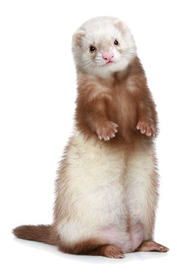 Ferret Standing, Brown Ferret, Ferret Colors, Ferret Accessories, Ferret Tattoo, White Ferret, Ferrets Care, Baby Ferrets, Funny Ferrets