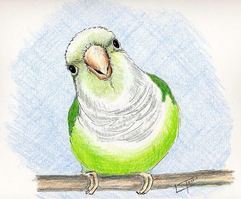 Quaker Parrot Drawing, Quaker Parrot Tattoo, Quaker Parakeet, Dark Crystal Movie, Quaker Parrot, Parrot Drawing, Parrot Painting, Dragon Kid, Scratchboard Art