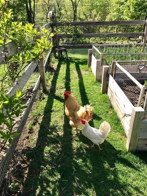 Farm Garden Layout, Homestead Farm, Chicken Garden, Future Farms, Farm Garden, Hobby Farms, Garden Layout, Veggie Garden, Garden Cottage