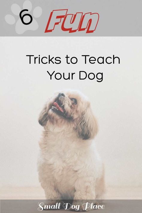 Jul 12, 6 Fun Dog Tricks to Teach Your Puppy Commands To Teach Your Puppy, Unique Dog Tricks, Simple Dog Tricks, Cute Dog Tricks, Tricks To Teach Your Puppy, Cool Dog Tricks, Dog Tricks Easy, Dogs Tips, Clever Dog