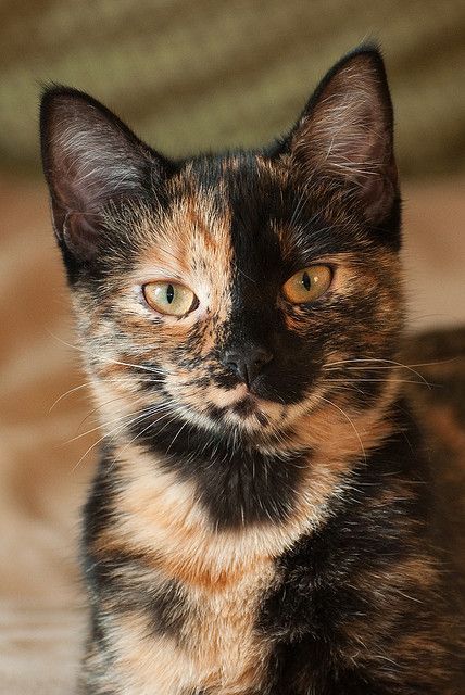 Cute Tortie Tortoise Cat, Tortoise Shell Cat, Calico Cat, Domestic Cat, Cute Cats And Kittens, Warrior Cats, Pretty Cats, Beautiful Cats, Baby Cats