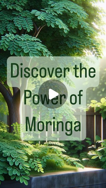 Style Estate Gardens on Instagram: "🌿 Discover the Power of Moringa! 🌿  Meet the Moringa, often hailed as the most nutritious plant/tree on the planet. Its vibrant green leaves are more than just a splash of color in your garden; they are a powerhouse of nutrients. Packed with vitamins, minerals, and amino acids, Moringa is an exceptional choice for those looking to enrich their diet with natural goodness.  Whether you add it to your smoothies, teas, or even as a cooking ingredient, Moringa is versatile and beneficial. It’s not just food; it’s a superfood! Start your wellness journey by incorporating Moringa into your daily routine. Let’s embrace the green and grow healthy together!" Moringa Plant, Estate Gardens, Moringa Tree, Moringa Leaves, Estate Garden, Plant Tree, Urban Gardening, Wellness Journey, Cooking Ingredients