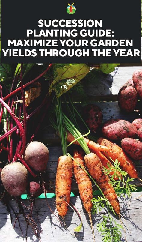 Succession Planting Guide: Maximize Your Garden Yields Through the Year Vegetable Planting Guide, Growing Food Indoors, Hydroponic Farming, Hydroponics Diy, Planting Guide, Succession Planting, Hydroponic Growing, Veggie Patch, Home Vegetable Garden