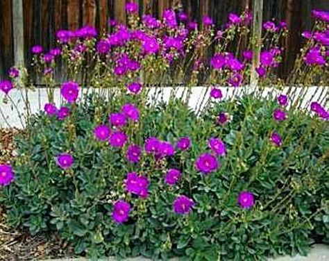 ✔ Many benefits of rock purslane – Marin Independent Journal Rock Purslane, Purslane Plant, Succulent Landscape, Blooming Succulents, Succulent Leaves, Succulent Landscape Design, Florida Gardening, Drought Tolerant Landscape, Magenta Flowers