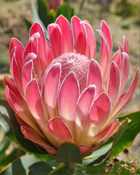 Proteas Flower, Protea Art, Tropical Africa, Protea Flower, Australian Flowers, Flora Flowers, Inspiration Painting, Bloom Where You Are Planted, Favorite Flowers