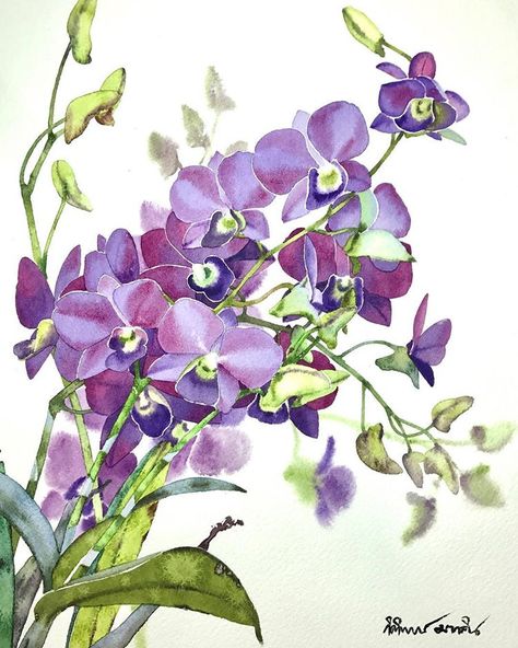 Instagram post by Kitipong Ti • Dec 19, 2017 at 1:02pm UTC Watercolor Orchid Tattoo, Orchid Drawing, Orchids Painting, Orchid Tattoo, Purple Orchids, Botanical Painting, Flower Art Painting, Floral Illustrations, Botanical Illustration