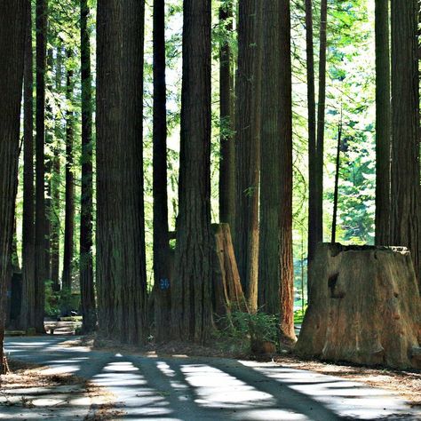 Avenue Of The Giants, Humboldt Redwoods State Park, Humboldt County California, State Park Cabins, Coast Redwood, California Coastline, Humboldt County, What To Do Today, Fort Bragg