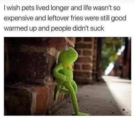 Memes In Real Life, True Memes, Green Frog, Life Memes, Live Long, Bones Funny, Best Memes, Memes Quotes, Dankest Memes