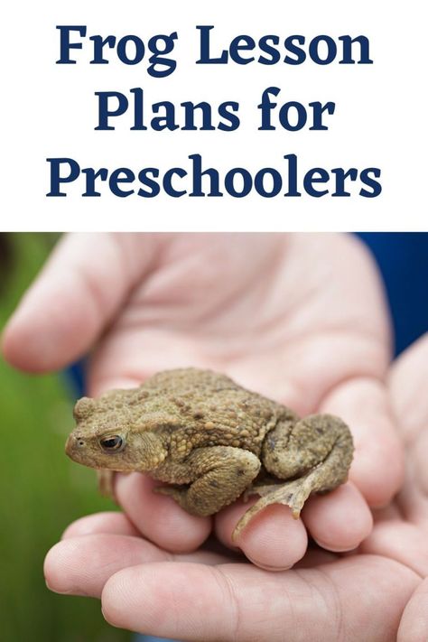 Frog Lesson Plans for Preschoolers | Ice Cream n Sticky Fingers Frog Lesson Plans, Shapes Lessons, Printable Math Games, Lifecycle Of A Frog, Frog Life, Sticky Fingers, Learning Numbers, School Readiness, Preschool Learning