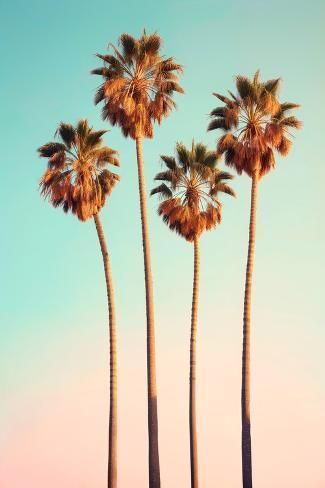 size: 12x8in Photographic Print: California Dreaming - Hollywood Palm Trees by Philippe Hugonnard : Hollywood Palm Trees, California Palm Trees, Florida Art, Palm Tree Print, Road Trip Fun, California Dreaming, California State, Maldives, High Quality Art Prints