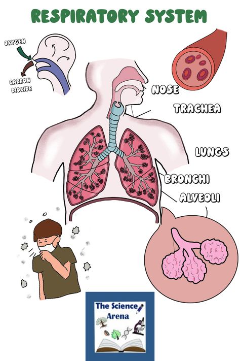 Blog on Respiratory System, Parts, Functions, The Breathing System, and More by The Science Arena Respiratory System Projects, Respiratory System Activities, Human Respiratory System, Prek Crafts, Human Body Unit, Human Body Systems, Circulatory System, Science Student, Respiratory System