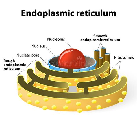 Endoplasmic reticulum. Is a continuous membrane, which is present in both plant #Sponsored , #AD, #AFFILIATE, #reticulum, #plant, #present, #Endoplasmic Cells Illustration, Endoplasmic Reticulum, Animal Cells, Prokaryotic Cell, Plant Cells, Human Animal, Present Continuous, Animal Cell, Plant Cell