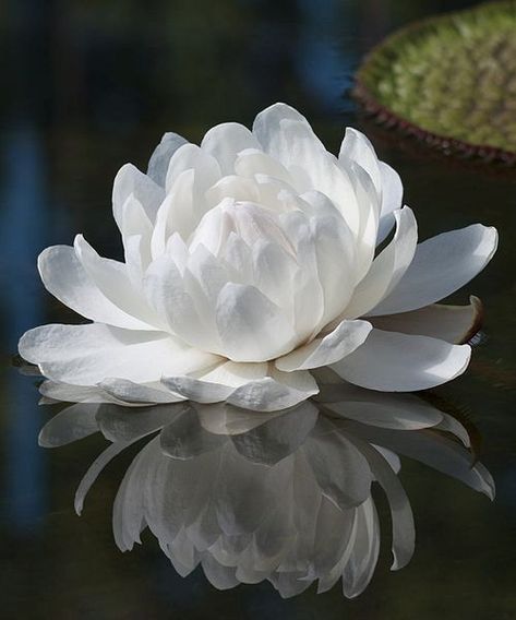 Victoria Amazonica Flower, Victoria Amazonica, Lily Plant, Socotra, Lily Lotus, Water Lilly, River Basin, Amazon River, White Lotus