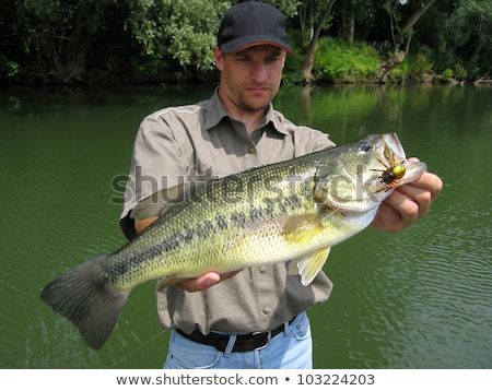 Bass fisherman Cooking Sea Bass, Bass Recipes, Trip Goals, Bass Fishing Boats, Largemouth Bass Fishing, Bass Bait, Fishing Ideas, Bass Fishing Lures, Fishing Stuff