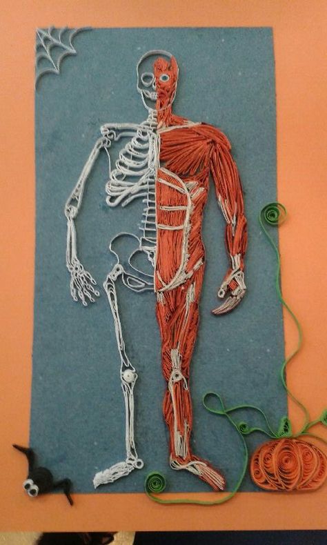 Quilling Spider, Muscular System Project, Anatomy Projects, Biology Models, Skeletal System Project, Spider Human, Human Body Science Projects, Body Systems Project, Human Body Science