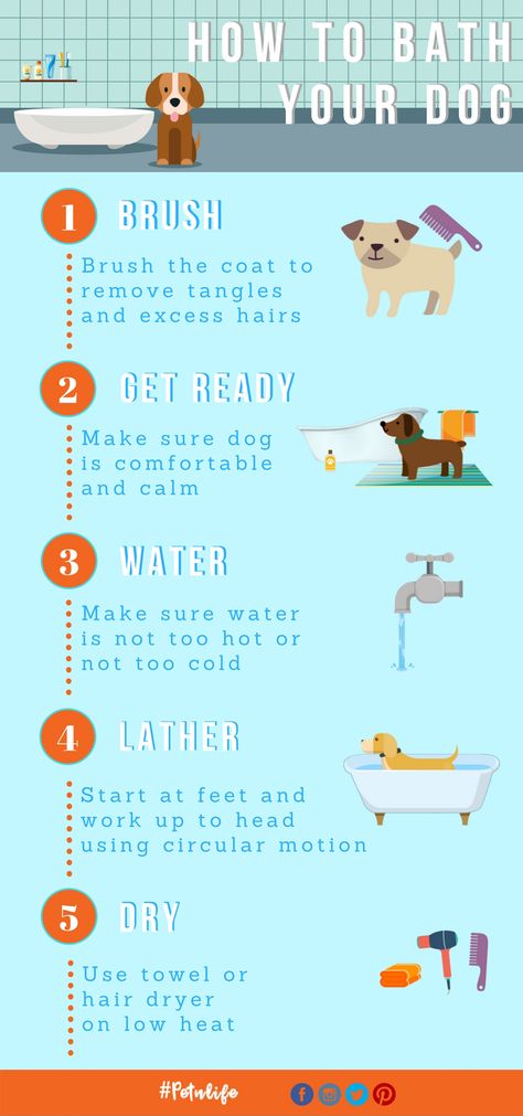 How To Give A Puppy A Bath, Dog Hygiene Schedule, Dog Hygiene Routine, How To Give Your Dog A Spa Day, Dog Bath Essentials, How To Give Your Dog A Bath, Washing Dogs Tips Bath, Puppy Bath Tips, Dog Hygiene Tips