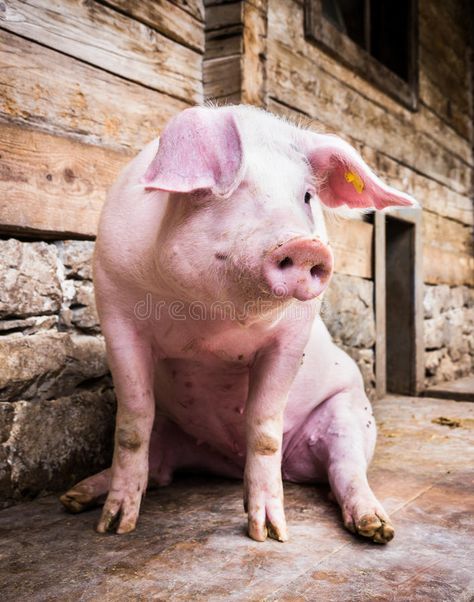 Pig Sitting, Cat Yawning, Pig Head, Teacup Pigs, Farm Photography, Showing Livestock, Pig Art, Pig Farming, Pet Pigs