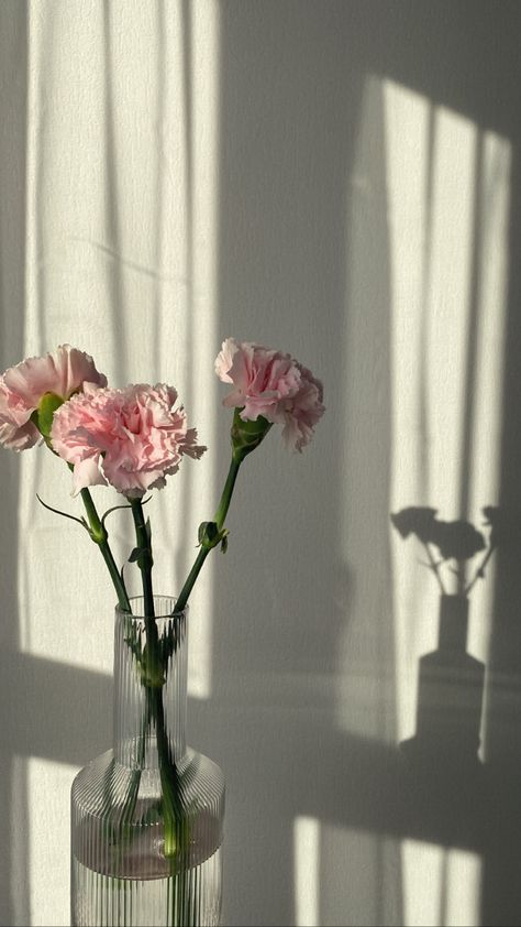 Ios Photos, Field Wallpaper, Photo Frame Wallpaper, Instagram Profile Picture Ideas, Mecca Wallpaper, Flower Gift Ideas, Pink Carnations, Carnation Flower, Framed Wallpaper