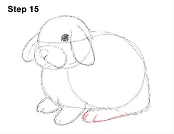 Holland Lop Bunny Drawing 15 Lop Bunny Drawing, Bunnies Drawing, Holland Lop Bunny, Mini Lop Rabbit, Holland Lop Bunnies, Lop Bunny, Lop Eared Bunny, Lop Rabbit, How To Draw Ears