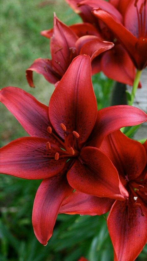 Floral Photos, Red Lily, Asiatic Lilies, Lily Flowers, Unusual Flowers, Most Beautiful Flowers, Lily Flower, Exotic Flowers, Flower Beauty