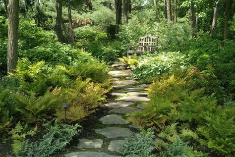 Woodland Garden Ideas, Garden Ideas South Africa, Garden Ideas Easy, Shade Garden Ideas, Garden Ferns, Pnw Garden, Shade Garden Design, Stone Path, Yard Project