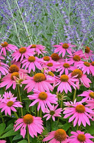 Pink echinacia flowers Ecanacia Flower, Pink Echinacea, Types Of Oranges, Cone Flowers, Biennial Plants, Yellow Wedding Flowers, Best Perennials, Flower Gardening, Tall Plants